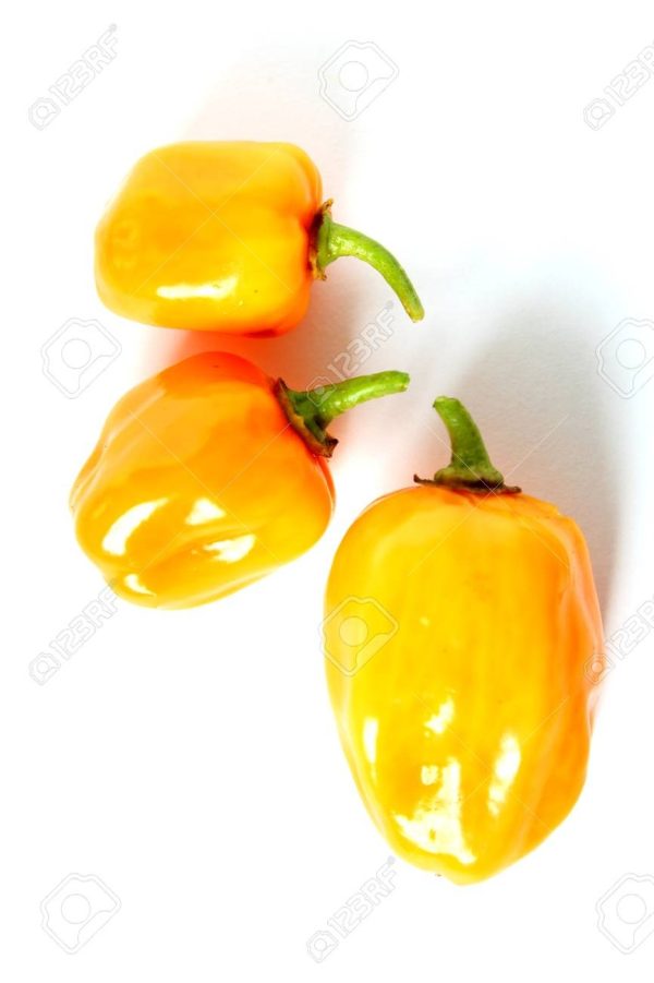 Habanero x kg